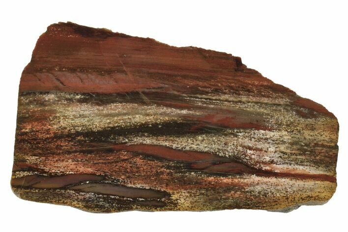 Polished Petrified Tropical Hardwood Slab - Texas #236521